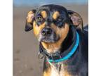 Adopt LOLA a Black and Tan Coonhound, Mixed Breed