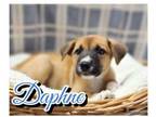 Adopt Daphne a Shepherd, Mixed Breed