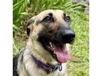 Adopt Laika a German Shepherd Dog