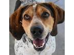 Adopt Ember a Bluetick Coonhound
