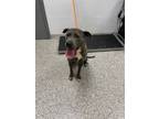 Adopt 56082814 a Terrier, Mixed Breed