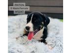 Adopt Payton a German Shepherd Dog, Siberian Husky