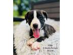Adopt Vera a German Shepherd Dog, Siberian Husky