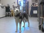 Adopt A410954 a Siberian Husky
