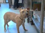 Adopt A410975 a Pit Bull Terrier