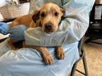Adopt MACARONI a Plott Hound, American Staffordshire Terrier