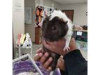 Adopt Annalise a Guinea Pig