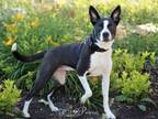 Adopt DAISY a Australian Cattle Dog / Blue Heeler, Mixed Breed