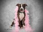 Adopt TRUDY a Boxer, Mixed Breed