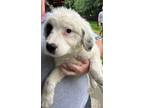 Adopt Dottie a Mixed Breed