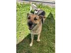 Adopt Dolly a Shepherd, Mixed Breed