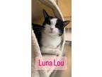 Adopt Luna a Domestic Medium Hair