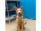 Adopt COPPER a German Shepherd Dog, Mixed Breed