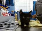 Adopt BLUEBERRY a Domestic Short Hair