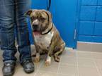 Adopt LISA a American Staffordshire Terrier