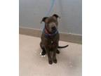 Adopt TRINITY a Pit Bull Terrier