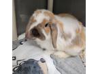 Adopt HOPE a Holland Lop