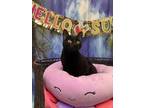 Adopt LICORICE a Domestic Short Hair