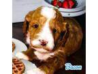 Mutt Puppy for sale in Beecher, IL, USA