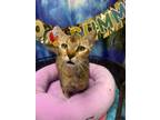 Adopt CONCOLOR a Abyssinian