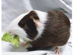 Adopt Celery a Guinea Pig