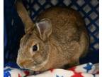 Adopt Brownie a Polish, Bunny Rabbit