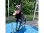 Adopt Roxy (Veda) a German Shepherd Dog, Rottweiler