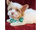 Yorkshire Terrier Puppy for sale in Pembroke Pines, FL, USA