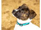 Moe, Labrador Retriever For Adoption In Manor, Texas
