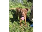 Brownie, Border Terrier For Adoption In Alexandria, Virginia