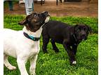 Boo, Labrador Retriever For Adoption In Manor, Texas