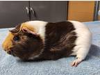 Duvalin, Guinea Pig For Adoption In Monterey, California