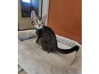 Norman, Domestic Shorthair For Adoption In Monterey, California