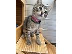 Oyster, Domestic Shorthair For Adoption In Monterey, California