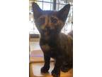 Melodie’s Florence, Domestic Shorthair For Adoption In Los Lunas, New Mexico