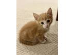 Marmalade, Domestic Shorthair For Adoption In Milpitas, California
