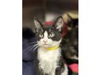 Robin, Domestic Shorthair For Adoption In Milpitas, California