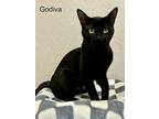 Godiva, Bombay For Adoption In Goodyear, Arizona