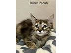 Butter Pecan, Domestic Mediumhair For Adoption In Goodyear, Arizona