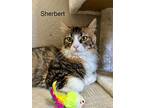 Sherbert, Calico For Adoption In Goodyear, Arizona