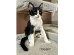 Cosette, Domestic Shorthair For Adoption In Goodyear, Arizona