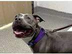 Frisbee, American Pit Bull Terrier For Adoption In Escondido, California