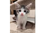 Roo, Domestic Shorthair For Adoption In Herndon, Virginia
