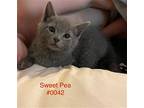 Sweet Pea, Domestic Shorthair For Adoption In Herndon, Virginia