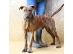Donkey, Airedale Terrier For Adoption In Lihue, Hawaii