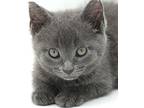 Ember Can't Be Any More Prec, Russian Blue For Adoption In South Salem, New York