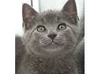 Meet Ember Can't Be Any More P, Russian Blue For Adoption In South Salem