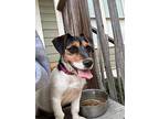 Swiftie In Victoria, Jack Russell Terrier For Adoption In Seguin, Texas