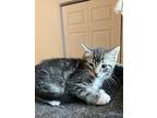 Nate, Domestic Shorthair For Adoption In Steinbach, Manitoba