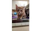 Avery, Domestic Shorthair For Adoption In Steinbach, Manitoba